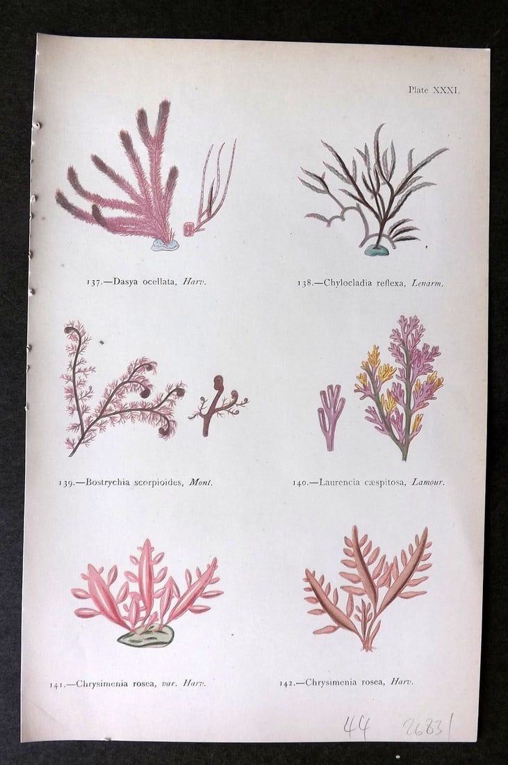 Gatty, Mrs Alfred 1872 Seaweed Print. Dasya, Chylocladia, Bostrychia, Laurencia, Chrysimenia 31 (1 of 1)