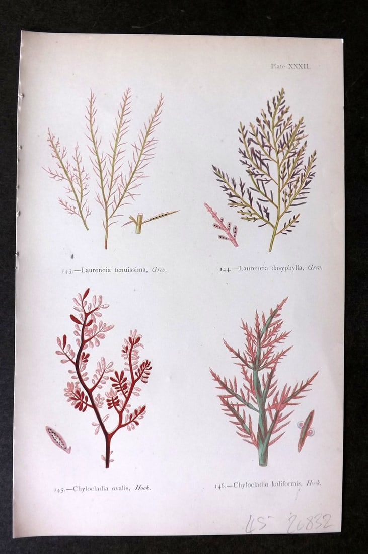 Gatty, Mrs Alfred 1872 Seaweed Print. Laurencia, Chylocladia 32 (1 of 1)