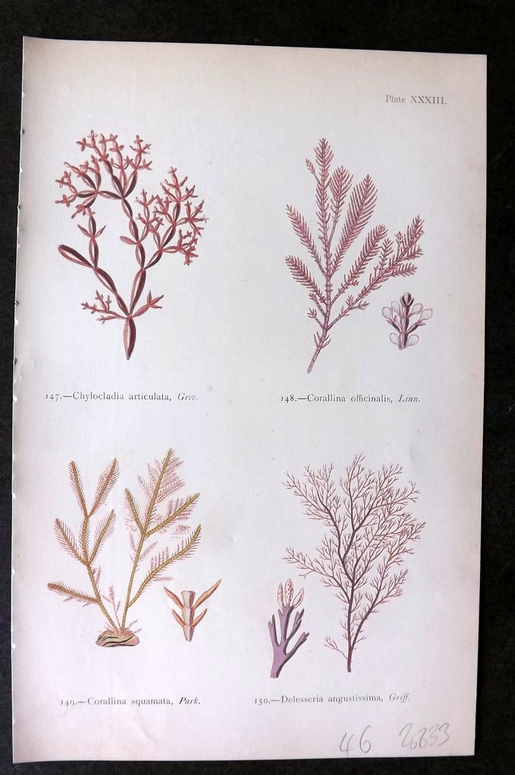 Gatty, Mrs Alfred 1872 Seaweed Print. Chylocladia, Corallina, Delesseria 33 (1 of 1)