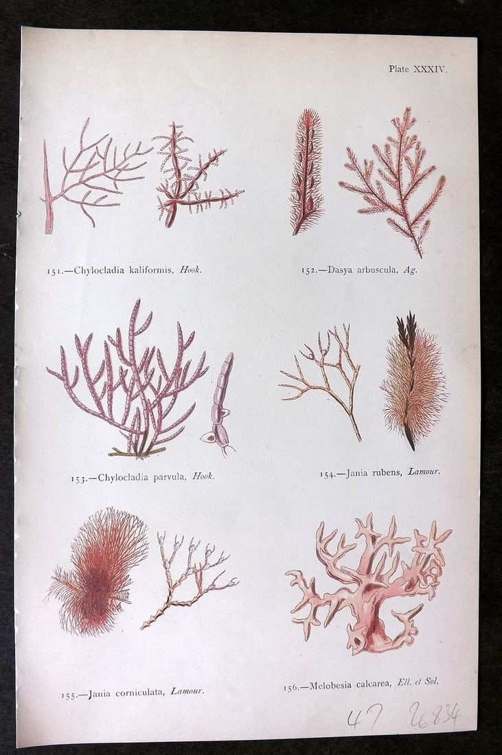 Gatty, Mrs Alfred 1872 Seaweed Print. Chylocladia, Dasya, Jania, Melobesia 34 (1 of 1)