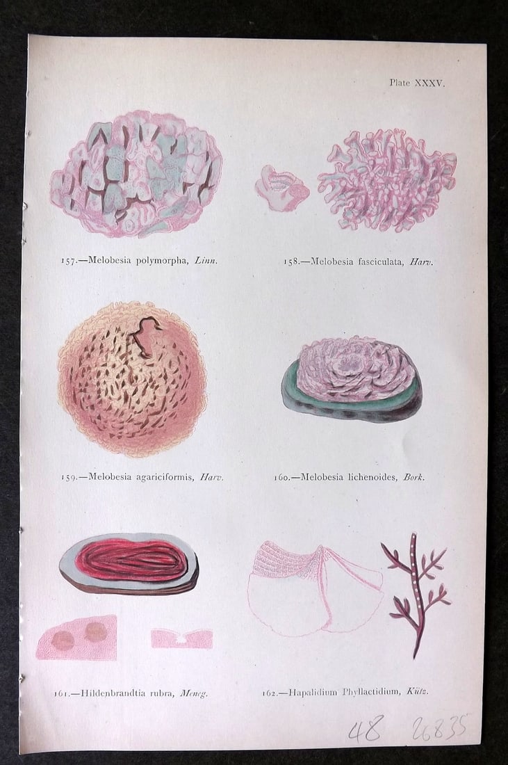 Gatty, Mrs Alfred 1872 Seaweed Print. Melobesia, Hildenbrandtia, Hapalidium 35 (1 of 1)