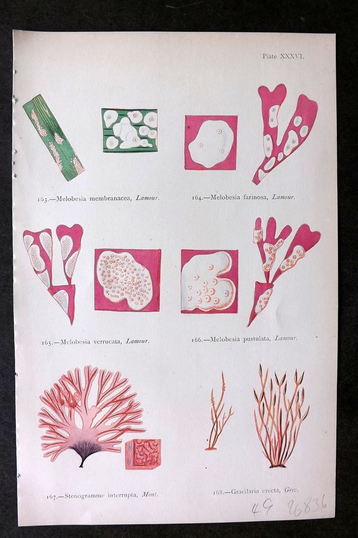 Gatty, Mrs Alfred 1872 Seaweed Print. Melobesia, Stenogramme, Gracilaria 36 (1 of 1)