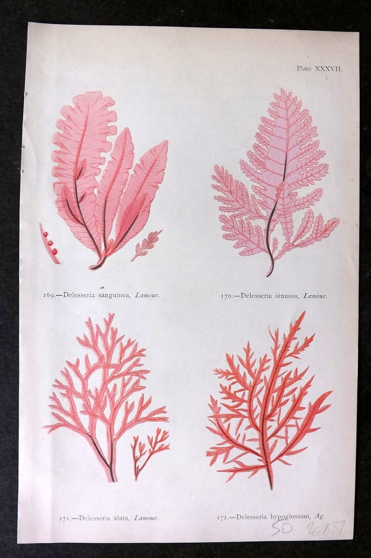 Gatty, Mrs Alfred 1872 Seaweed Print. Delesseria 37 (1 of 1)