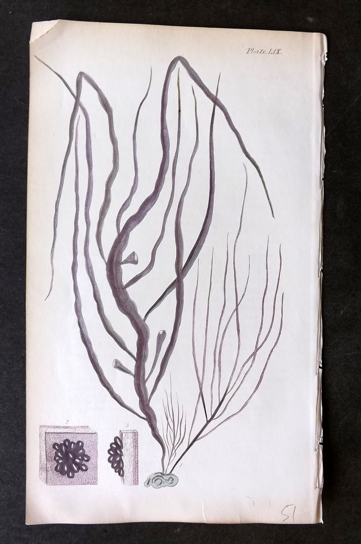 Harvey, William 1846 Hand Col Seaweed Print. Dumontia Filiformis 59 (1 of 1)