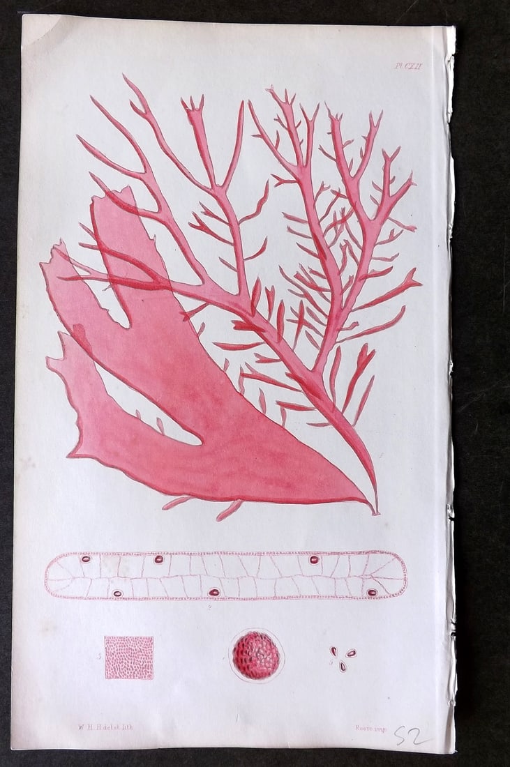 Harvey, William 1846 Hand Col Seaweed Print. Halymenia Ligulata 112 (1 of 1)
