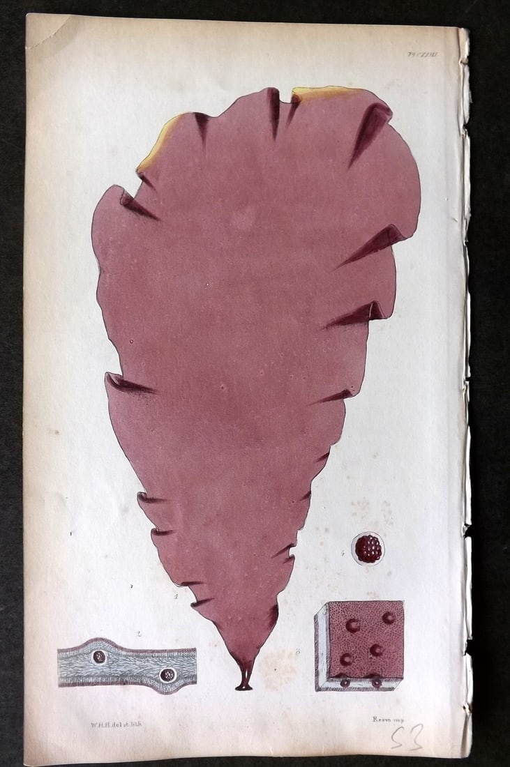 Harvey, William 1846 Hand Col Seaweed Print. Kallymenia Dubyi 123 (1 of 1)
