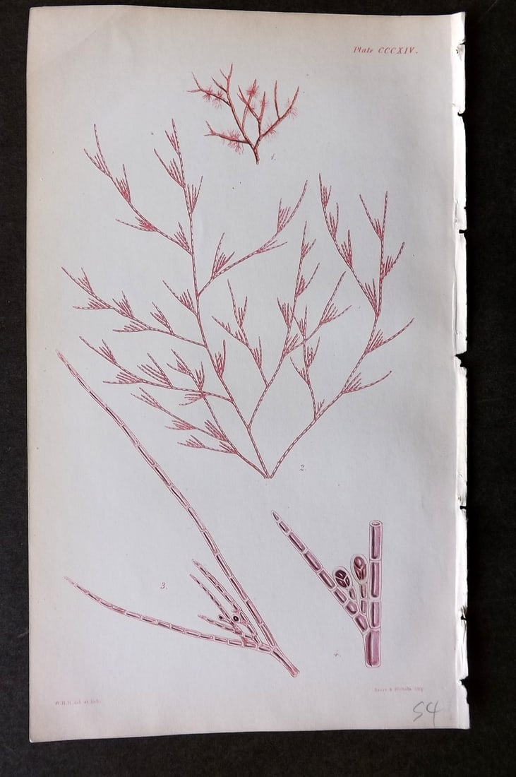 Harvey, William 1846 Hand Col Seaweed Print. Callithamnion Daviesii 314 (1 of 1)