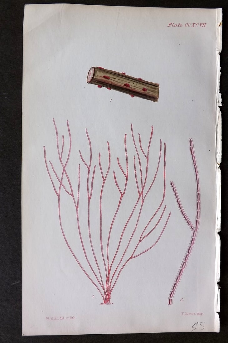 Harvey, William 1846 Hand Col Seaweed Print. Callithamnion Sparsum 297 (1 of 1)