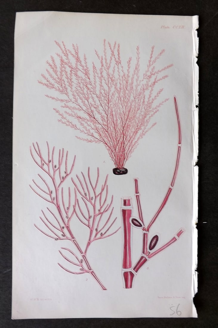Harvey, William 1846 Hand Col Seaweed Print. Callithamnion Pedicellatum 212 (1 of 1)