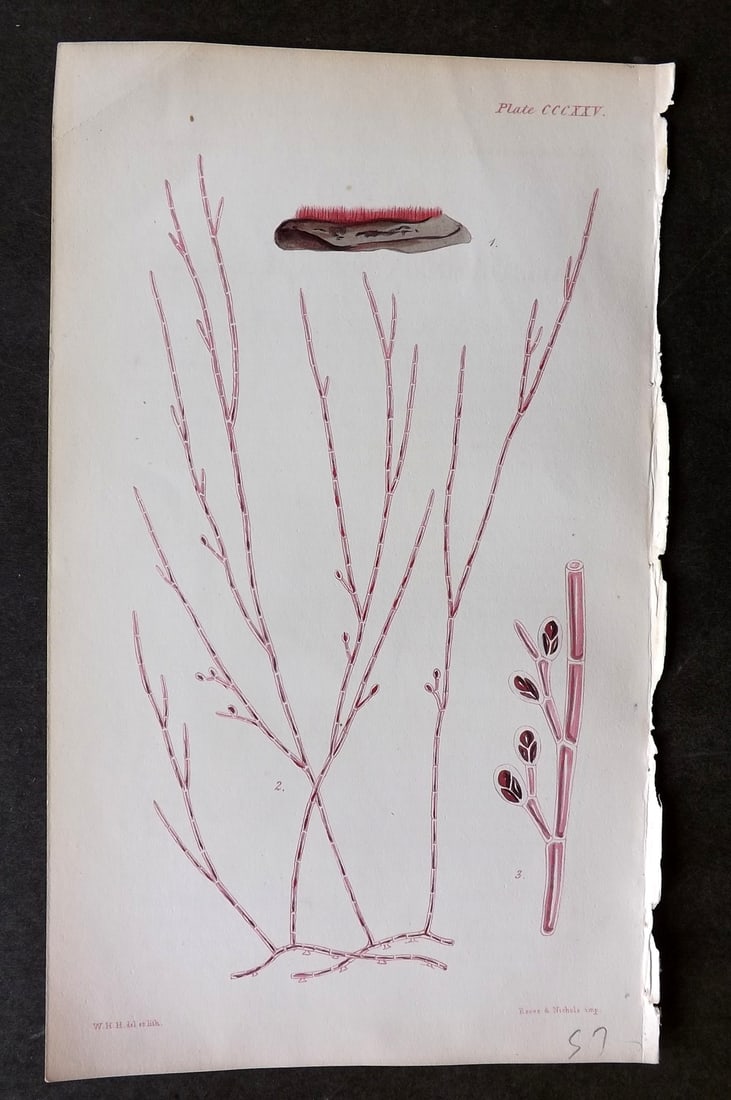 Harvey, William 1846 Hand Col Seaweed Print. Callithamnion Mesocarpum 325 (1 of 1)