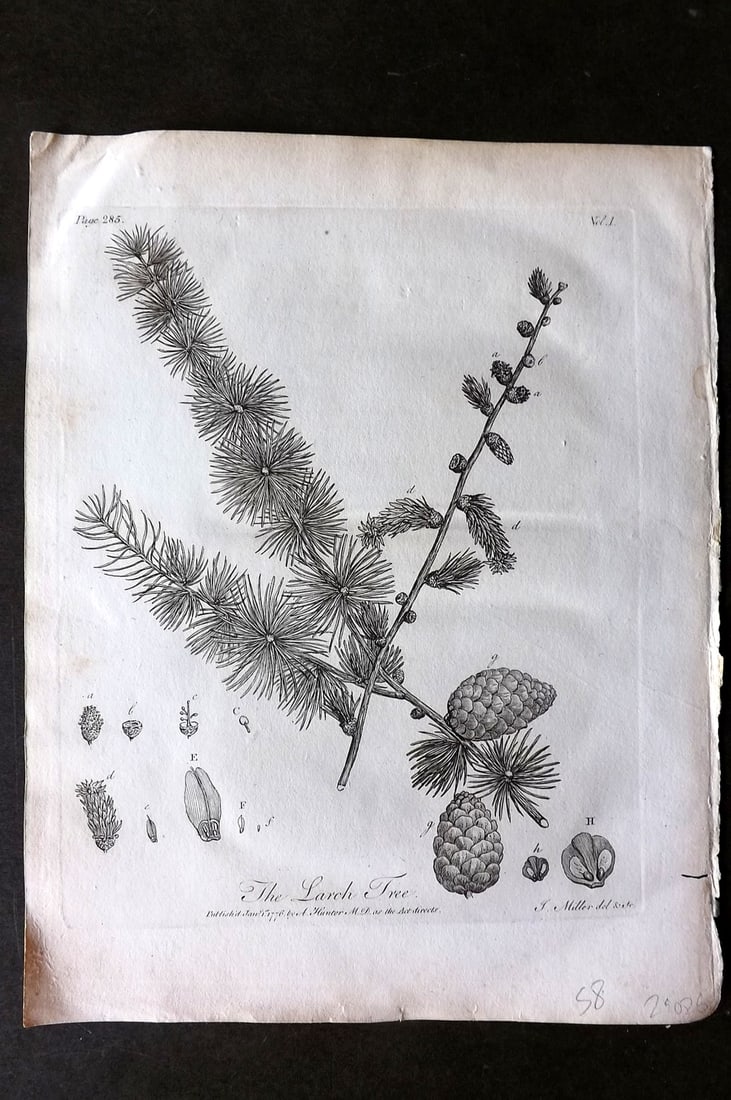 John Evelyn Forest Trees 1801 Botanical Print. Larch Tree: Copper Plate Published 1801, London & York for "Silva: Or, A Discourse of Forest-Trees..." by John Evelyn. Drawn & Engraved by John Miller. Paper Size: 12 x 9 inch (30 x 23cm) Very minor toning, other