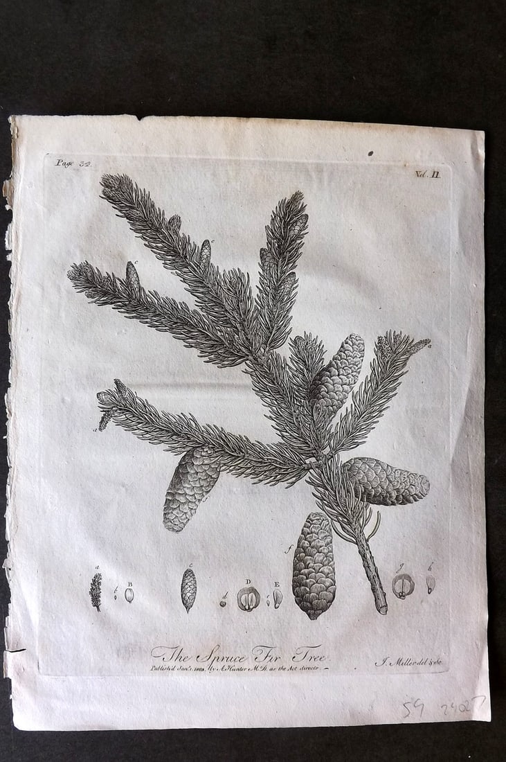 John Evelyn Forest Trees 1801 Botanical Print. Spruce Fir Tree (1 of 1)
