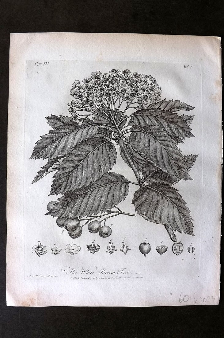 John Evelyn Forest Trees 1801 Botanical Print. White Beam Tree (1 of 1)