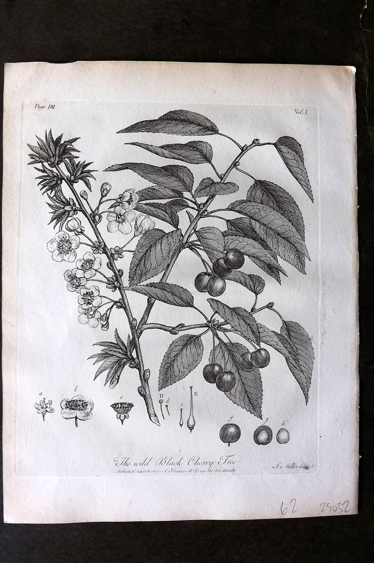 John Evelyn Forest Trees 1801 Botanical Print. Wild Black Cherry Tree (1 of 1)