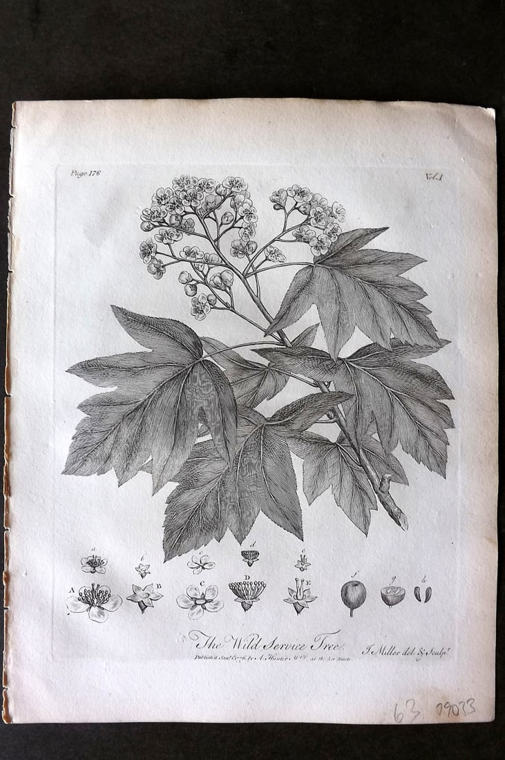 John Evelyn Forest Trees 1801 Botanical Print. Wild Service Tree (1 of 1)