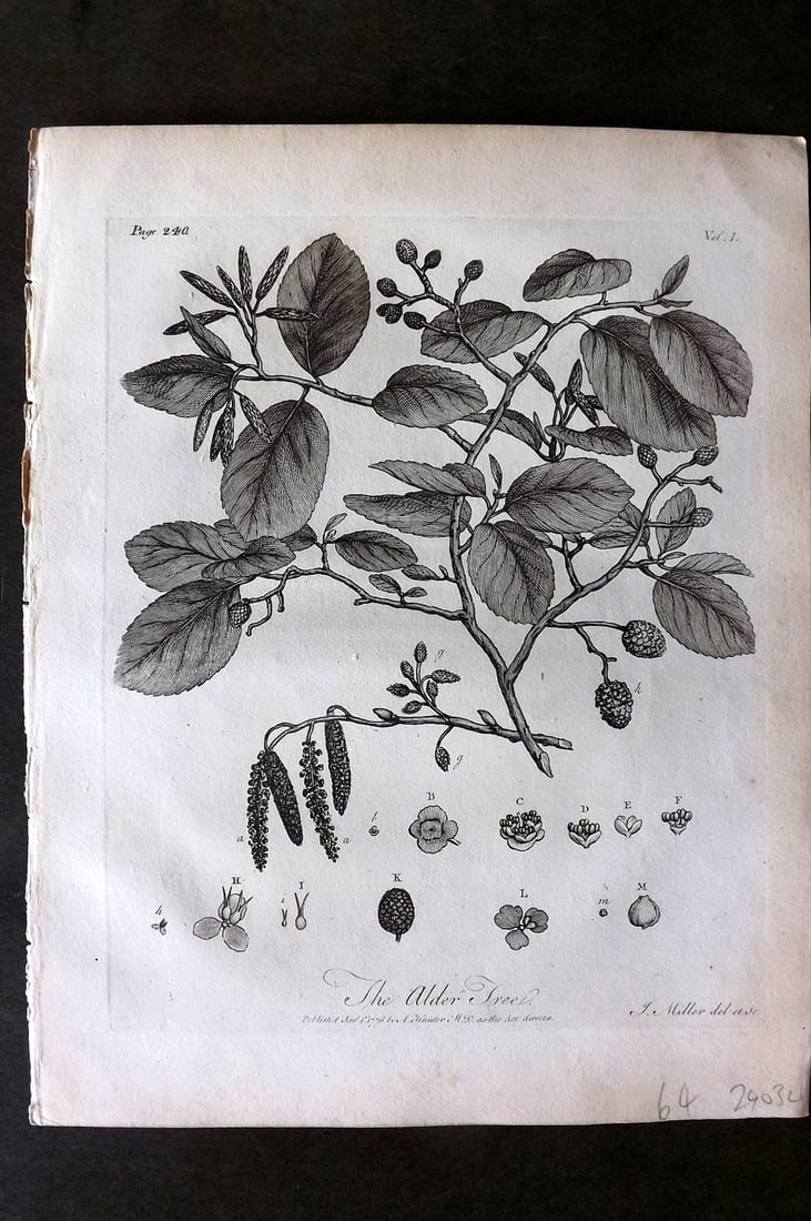 John Evelyn Forest Trees 1801 Botanical Print. Alder Tree (1 of 1)