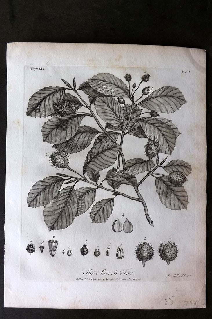 John Evelyn Forest Trees 1801 Botanical Print. Beech Tree: Copper Plate Published 1801, London & York for "Silva: Or, A Discourse of Forest-Trees..." by John Evelyn. Drawn & Engraved by John Miller. Paper Size: 12 x 9 inch (30 x 23cm) Very minor toning, other