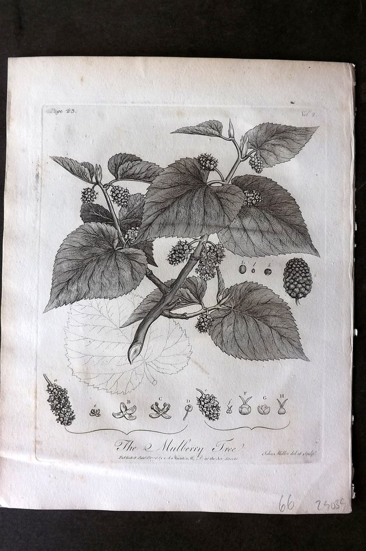 John Evelyn Forest Trees 1801 Botanical Print. Mulberry Tree (1 of 1)