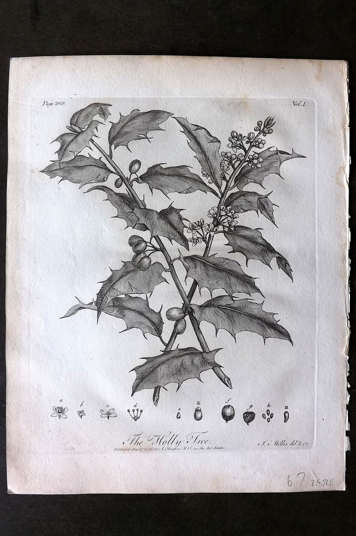 John Evelyn Forest Trees 1801 Botanical Print. Holly Tree (1 of 1)