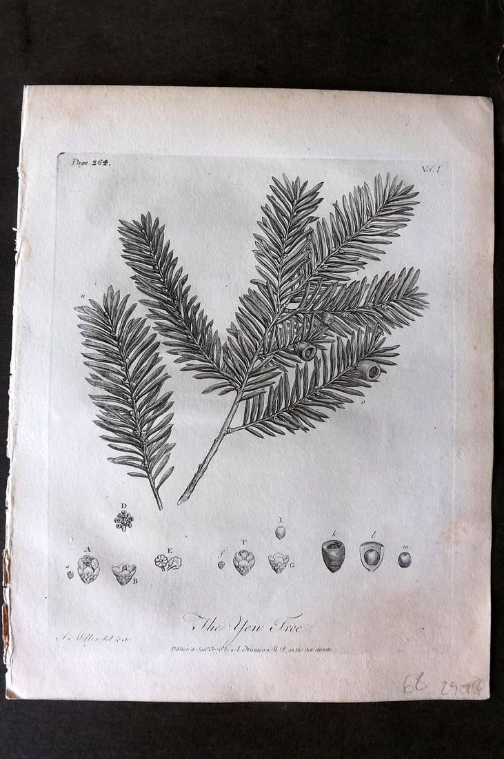 John Evelyn Forest Trees 1801 Botanical Print. Yew Tree (1 of 1)