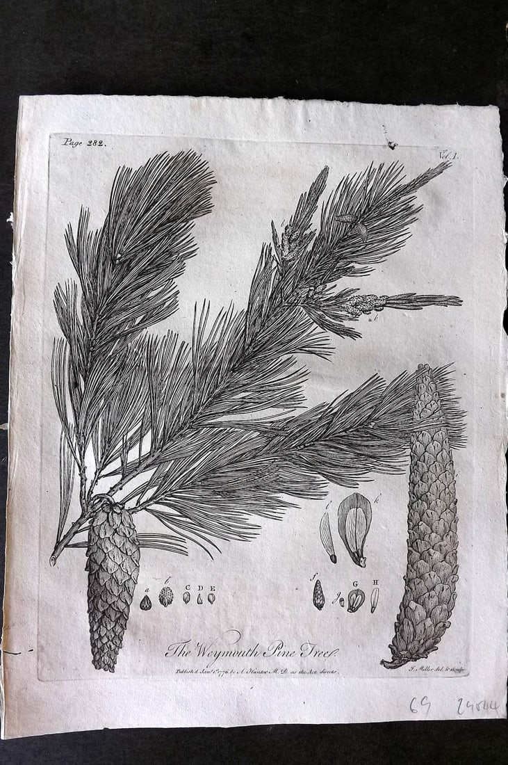 John Evelyn Forest Trees 1801 Botanical Print. Weymouth Pine Tree. Pine Cone (1 of 1)
