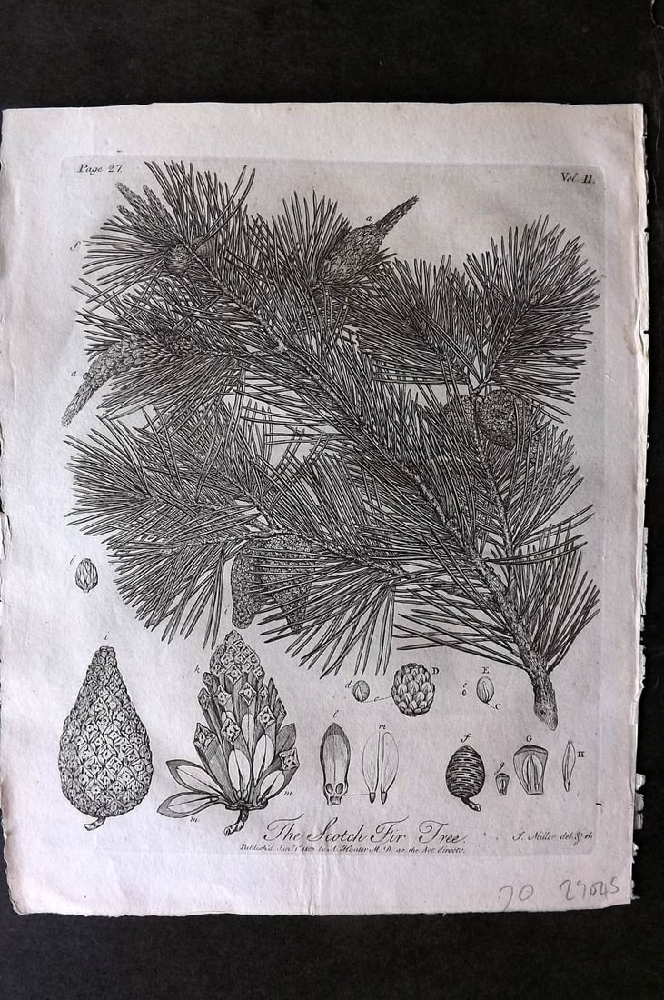 John Evelyn Forest Trees 1801 Botanical Print. Scotch Fir Tree. Pine Cone: Copper Plate Published 1801, London & York for "Silva: Or, A Discourse of Forest-Trees..." by John Evelyn. Drawn & Engraved by John Miller. Paper Size: 12 x 9 inch (30 x 23cm) Good Condition