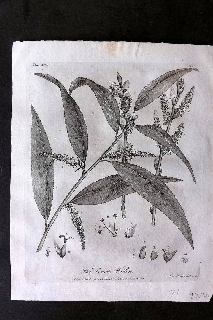 John Evelyn Forest Trees 1801 Botanical Print. Crack Willow (1 of 1)