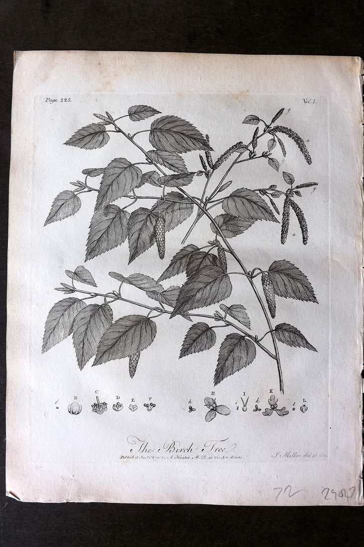 John Evelyn Forest Trees 1801 Botanical Print. Birch Tree (1 of 1)