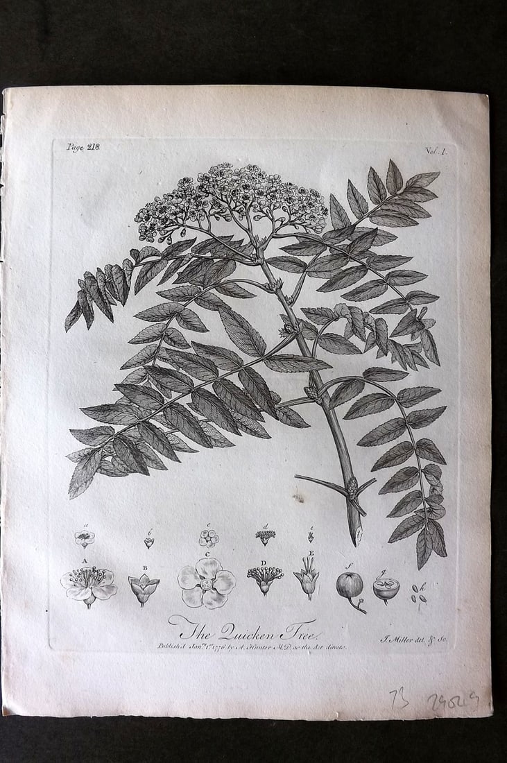 John Evelyn Forest Trees 1801 Botanical Print. Quicken Tree (1 of 1)