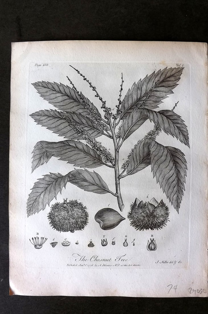 John Evelyn Forest Trees 1801 Botanical Print. Chestnut Tree: Copper Plate Published 1801, London & York for "Silva: Or, A Discourse of Forest-Trees..." by John Evelyn. Drawn & Engraved by John Miller. Paper Size: 12 x 9 inch (30 x 23cm) Good Condition