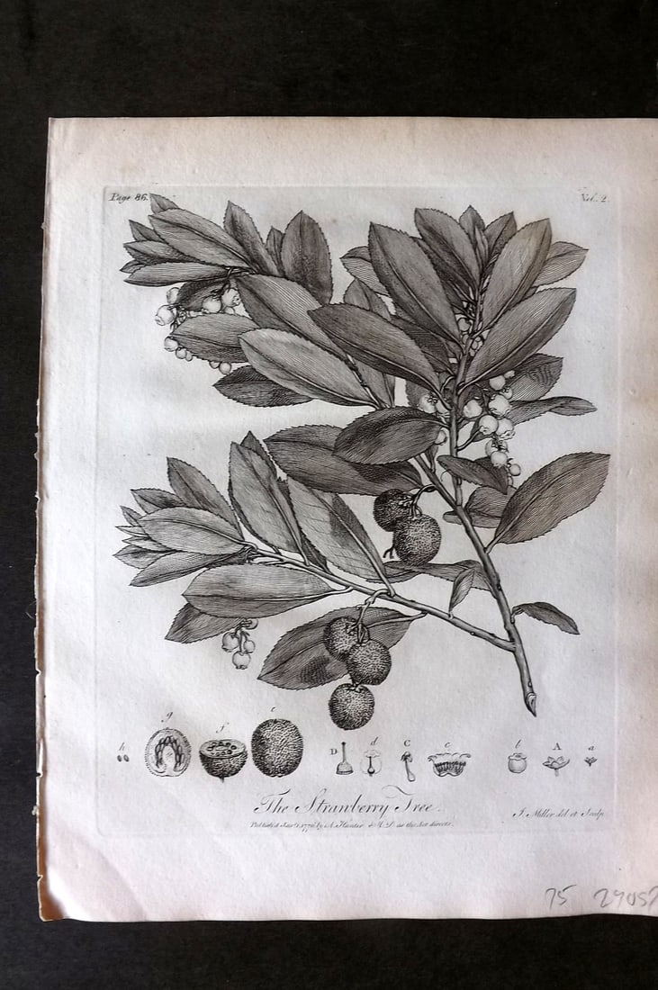 John Evelyn Forest Trees 1801 Botanical Print. Strawberry Tree: Copper Plate Published 1801, London & York for "Silva: Or, A Discourse of Forest-Trees..." by John Evelyn. Drawn & Engraved by John Miller. Paper Size: 12 x 9 inch (30 x 23cm) Good Condition