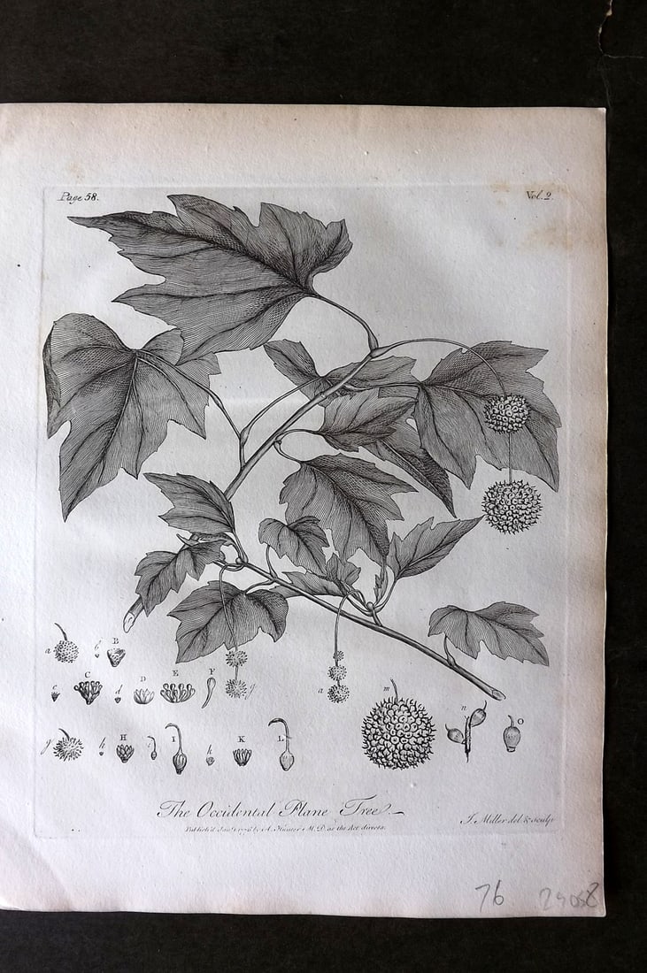 John Evelyn Forest Trees 1801 Botanical Print. Occidental Plane Tree (1 of 1)