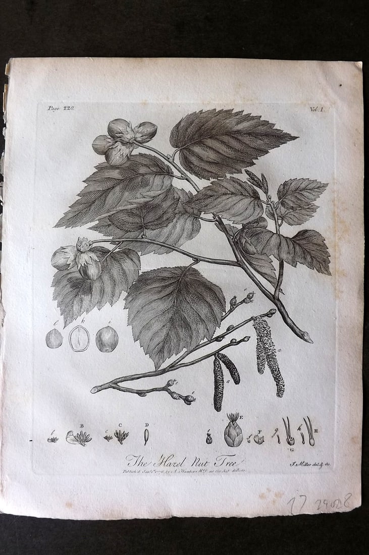 John Evelyn Forest Trees 1801 Botanical Print. Hazel Nut Tree: Copper Plate Published 1801, London & York for "Silva: Or, A Discourse of Forest-Trees..." by John Evelyn. Drawn & Engraved by John Miller. Paper Size: 12 x 9 inch (30 x 23cm) Very minor toning, other
