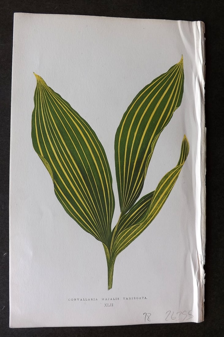 Lowe Beautiful Leaved Plants 1866 Botanical Print. Convallaria Majalis Variegata: Antique Woodblock Published 1866, London for "Beautiful Leaved Plants, Being a Description of the Most Beautiful Leaved Plants in Cultivation in this Country" by Edward Joseph Lowe. Most plates printe