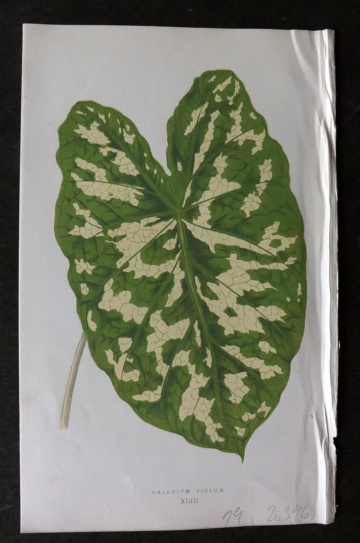 Lowe Beautiful Leaved Plants 1866 Botanical Print. Caladium Pictum: Antique Woodblock Published 1866, London for "Beautiful Leaved Plants, Being a Description of the Most Beautiful Leaved Plants in Cultivation in this Country" by Edward Joseph Lowe. Most plates printe