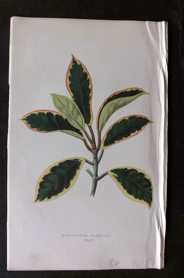 Lowe Beautiful Leaved Plants 1866 Botanical Print. Hoya Carnosa Variegata: Antique Woodblock Published 1866, London for "Beautiful Leaved Plants, Being a Description of the Most Beautiful Leaved Plants in Cultivation in this Country" by Edward Joseph Lowe. Most plates printe