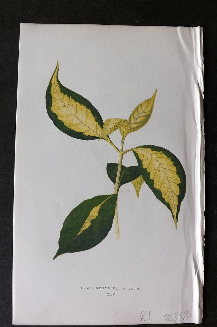 Lowe Beautiful Leaved Plants 1866 Botanical Print. Graptophyllum Pictum: Antique Woodblock Published 1866, London for "Beautiful Leaved Plants, Being a Description of the Most Beautiful Leaved Plants in Cultivation in this Country" by Edward Joseph Lowe. Most plates printe