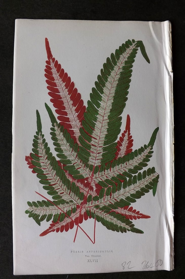 Lowe Beautiful Leaved Plants 1866 Botanical Print. Pteris Aspericaulis Fern (1 of 1)