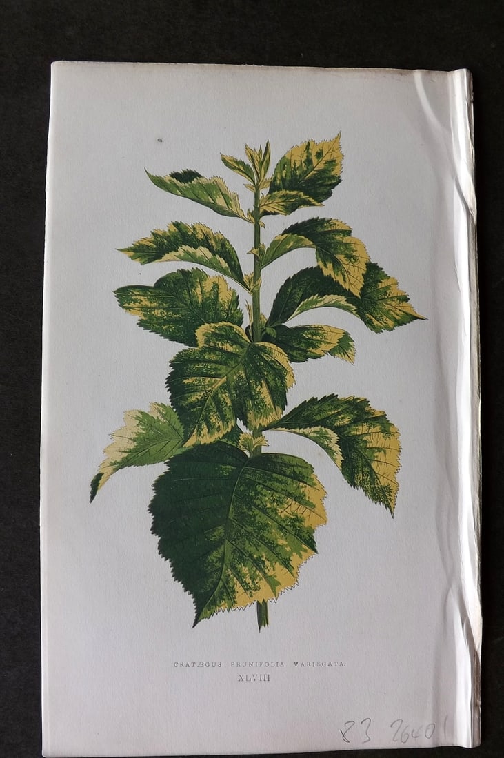 Lowe Beautiful Leaved Plants 1866 Botanical Print. Crataegus Prunifolia Variegata 48: Antique Woodblock Published 1866, London for "Beautiful Leaved Plants, Being a Description of the Most Beautiful Leaved Plants in Cultivation in this Country" by Edward Joseph Lowe. Most plates printe