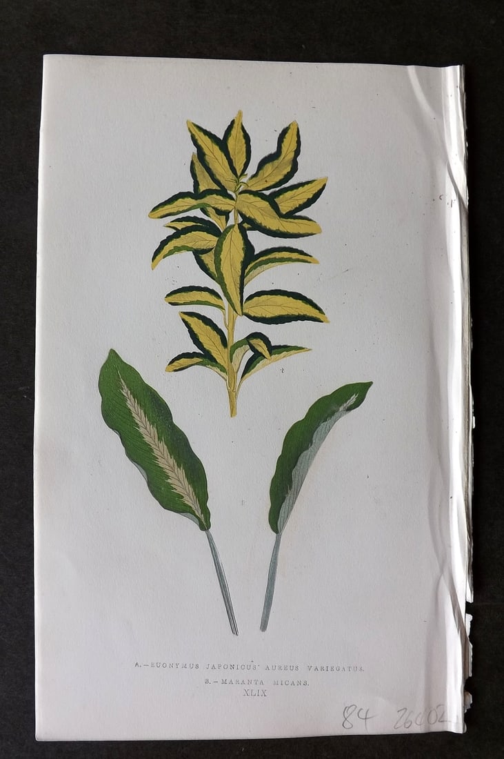 Lowe Beautiful Leaved Plants 1866 Botanical Print. Euonymus Japonicus, Aureus, Maranta: Antique Woodblock Published 1866, London for "Beautiful Leaved Plants, Being a Description of the Most Beautiful Leaved Plants in Cultivation in this Country" by Edward Joseph Lowe. Most plates printe