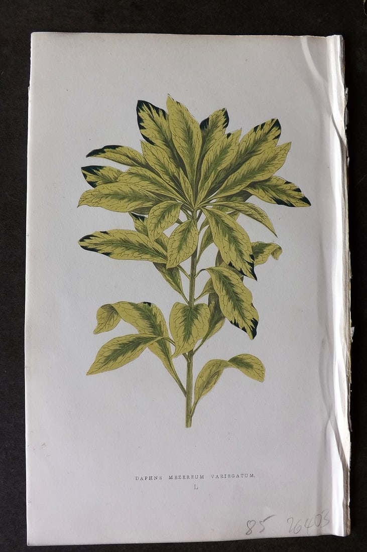 Lowe Beautiful Leaved Plants 1866 Botanical Print. Daphne Mezereum Variegatum: Antique Woodblock Published 1866, London for "Beautiful Leaved Plants, Being a Description of the Most Beautiful Leaved Plants in Cultivation in this Country" by Edward Joseph Lowe. Most plates printe