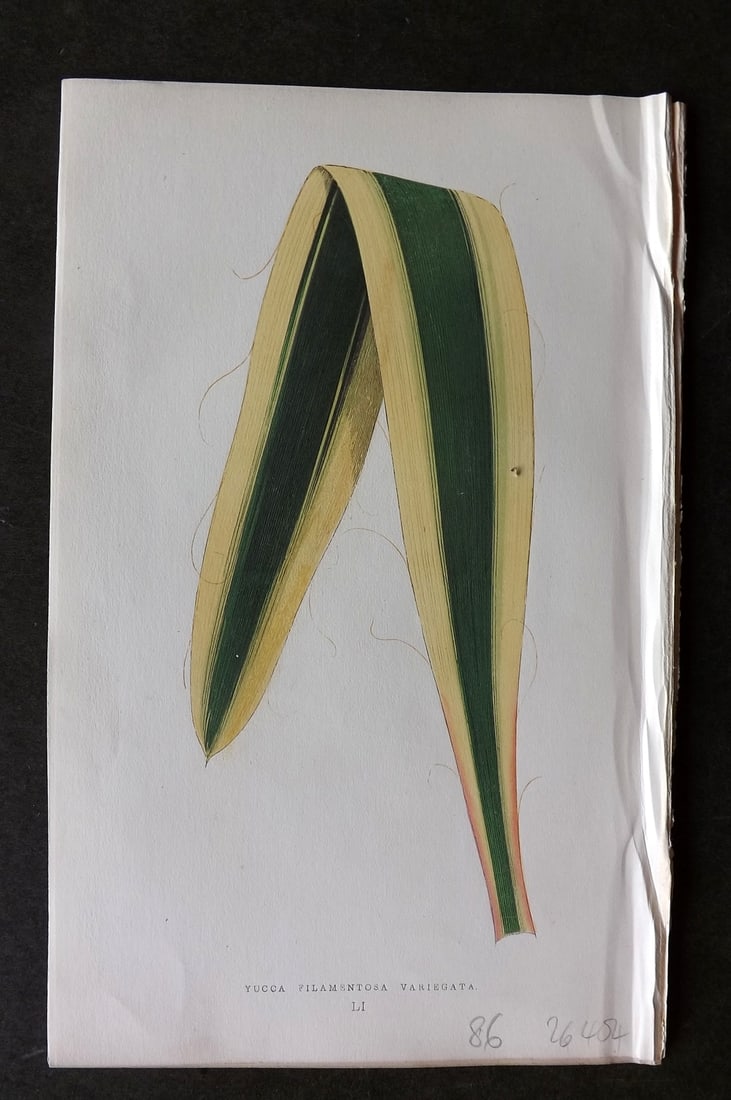 Lowe Beautiful Leaved Plants 1866 Botanical Print. Yucca Filamentosa Variegata: Antique Woodblock Published 1866, London for "Beautiful Leaved Plants, Being a Description of the Most Beautiful Leaved Plants in Cultivation in this Country" by Edward Joseph Lowe. Most plates printe