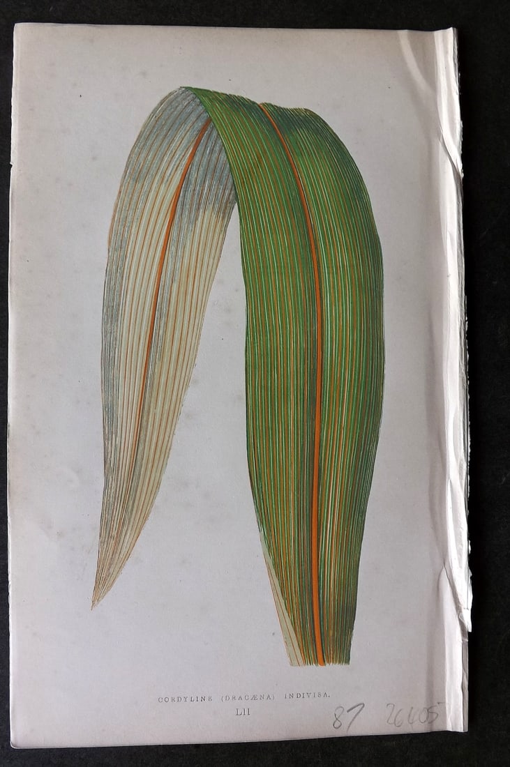 Lowe Beautiful Leaved Plants 1866 Botanical Print. Cordyline Indivisa: Antique Woodblock Published 1866, London for "Beautiful Leaved Plants, Being a Description of the Most Beautiful Leaved Plants in Cultivation in this Country" by Edward Joseph Lowe. Most plates printe