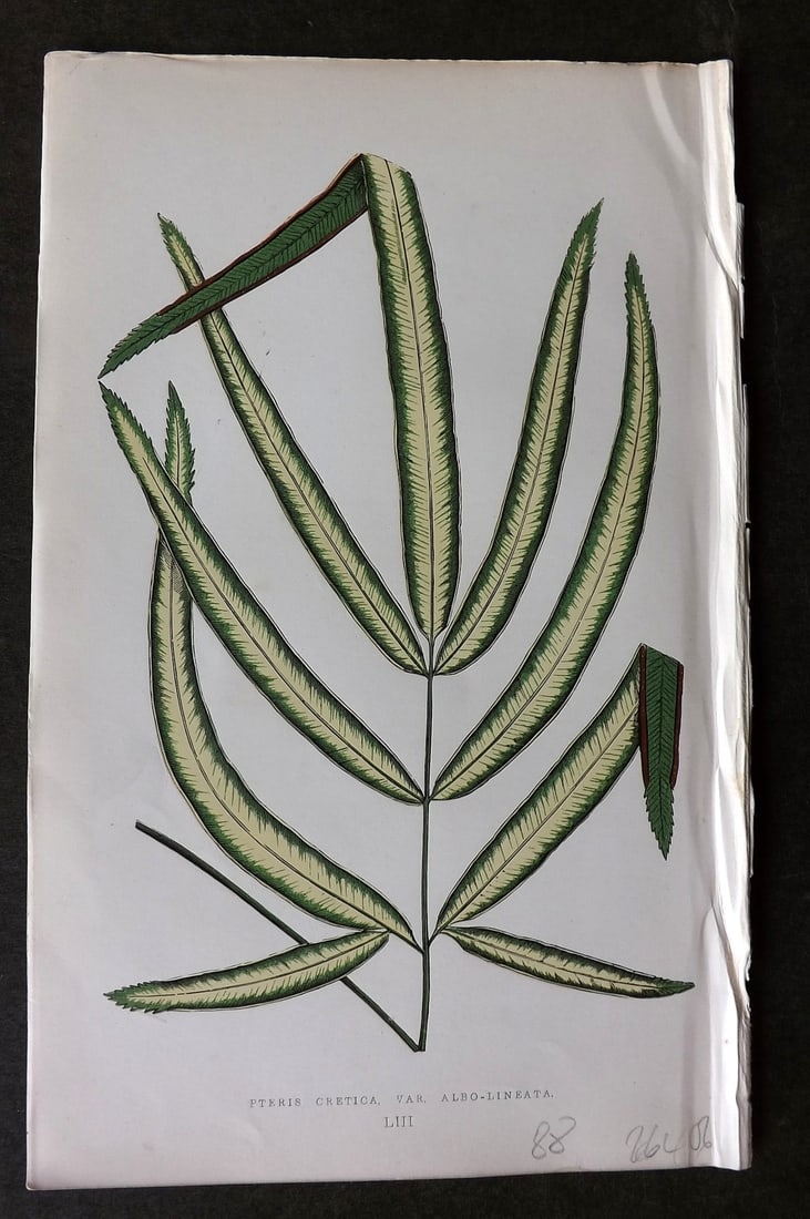 Lowe Beautiful Leaved Plants 1866 Botanical Print. Pteris Cretica Fern (1 of 1)