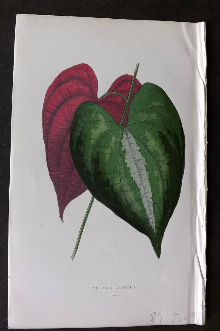 Lowe Beautiful Leaved Plants 1866 Botanical Print. Dioscorea Discolor: Antique Woodblock Published 1866, London for "Beautiful Leaved Plants, Being a Description of the Most Beautiful Leaved Plants in Cultivation in this Country" by Edward Joseph Lowe. Most plates printe