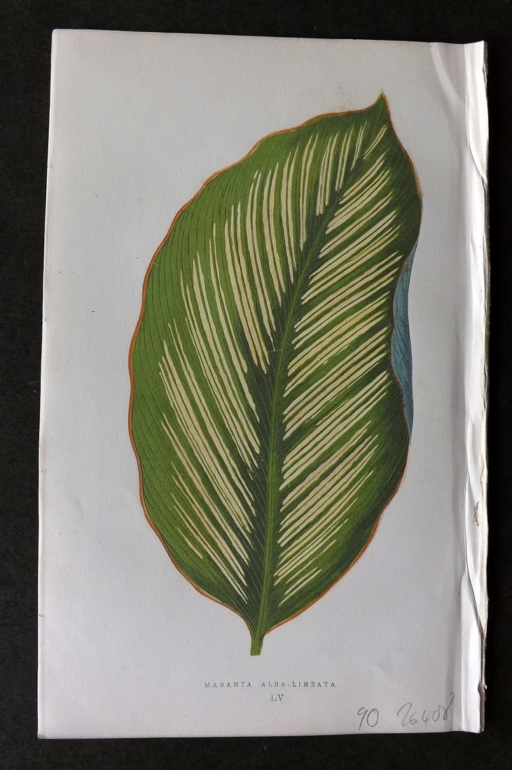 Lowe Beautiful Leaved Plants 1866 Botanical Print. Maranta Alba-Lineata: Antique Woodblock Published 1866, London for "Beautiful Leaved Plants, Being a Description of the Most Beautiful Leaved Plants in Cultivation in this Country" by Edward Joseph Lowe. Most plates printe