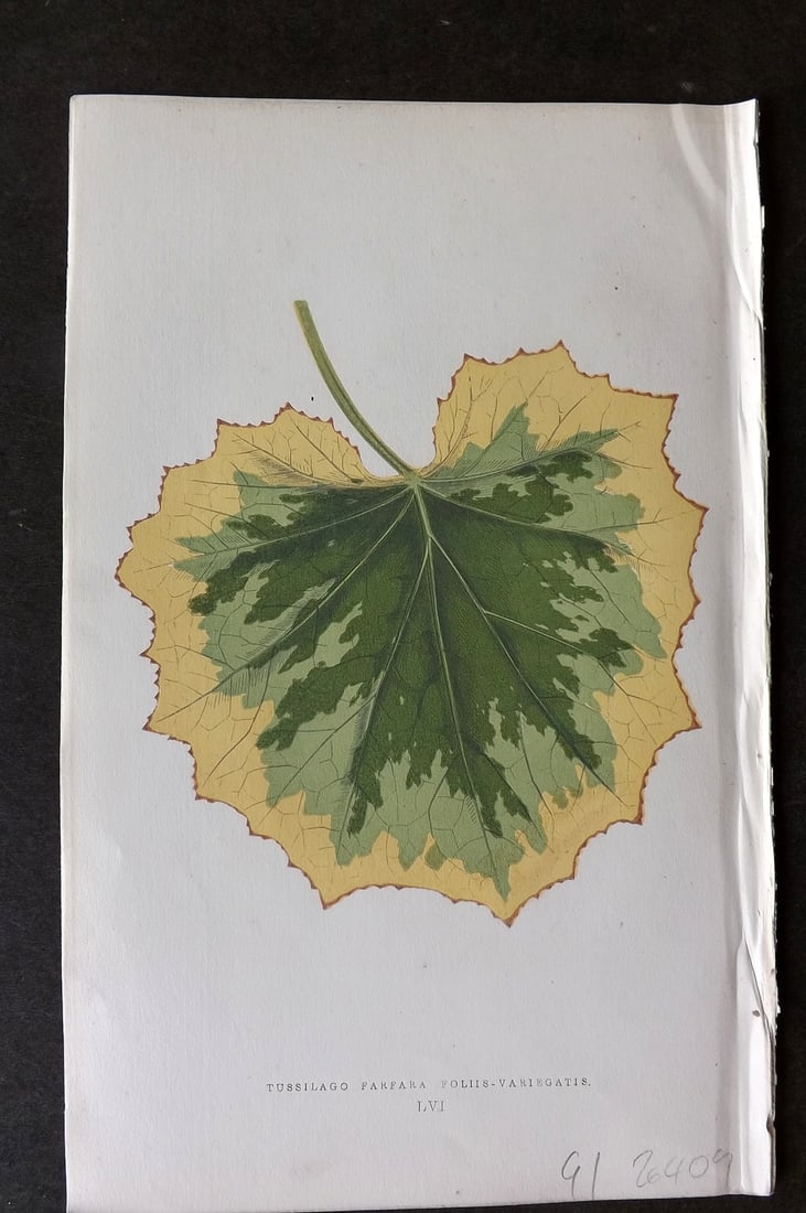 Lowe Beautiful Leaved Plants 1866 Botanical Print. Tussilago Farfara: Antique Woodblock Published 1866, London for "Beautiful Leaved Plants, Being a Description of the Most Beautiful Leaved Plants in Cultivation in this Country" by Edward Joseph Lowe. Most plates printe