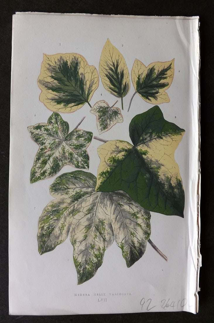 Lowe Beautiful Leaved Plants 1866 Botanical Print. Hedera Helix Variegata: Antique Woodblock Published 1866, London for "Beautiful Leaved Plants, Being a Description of the Most Beautiful Leaved Plants in Cultivation in this Country" by Edward Joseph Lowe. Most plates printe