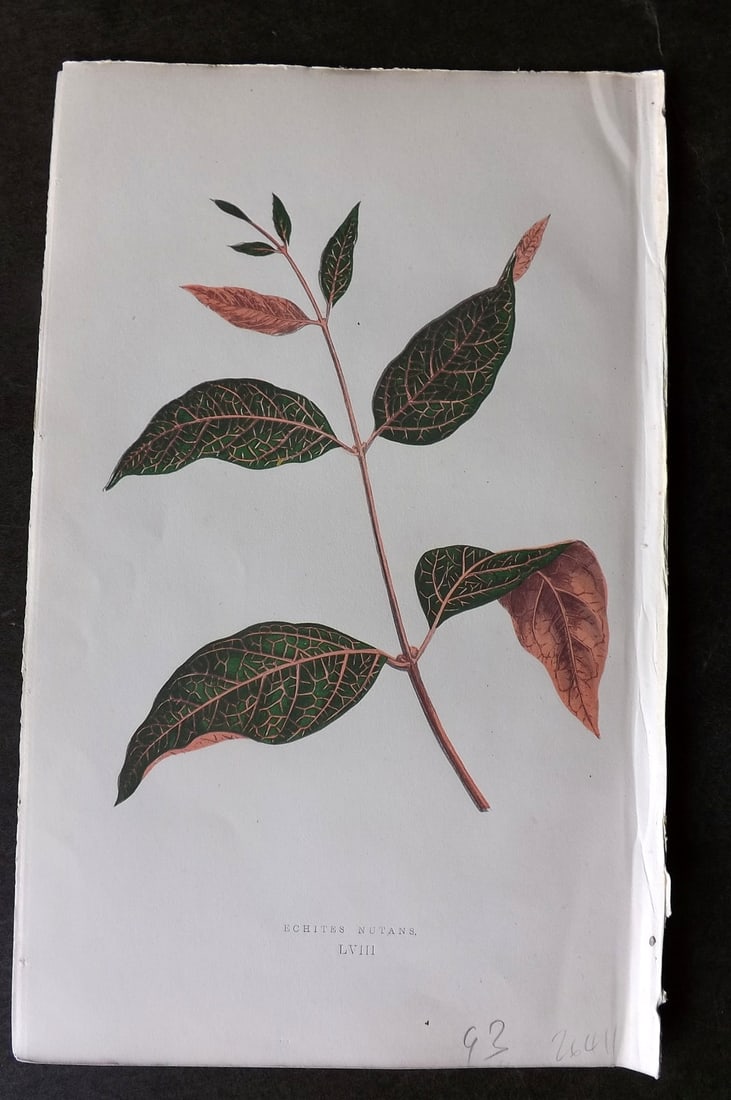 Lowe Beautiful Leaved Plants 1866 Botanical Print. Echites Nutans: Antique Woodblock Published 1866, London for "Beautiful Leaved Plants, Being a Description of the Most Beautiful Leaved Plants in Cultivation in this Country" by Edward Joseph Lowe. Most plates printe