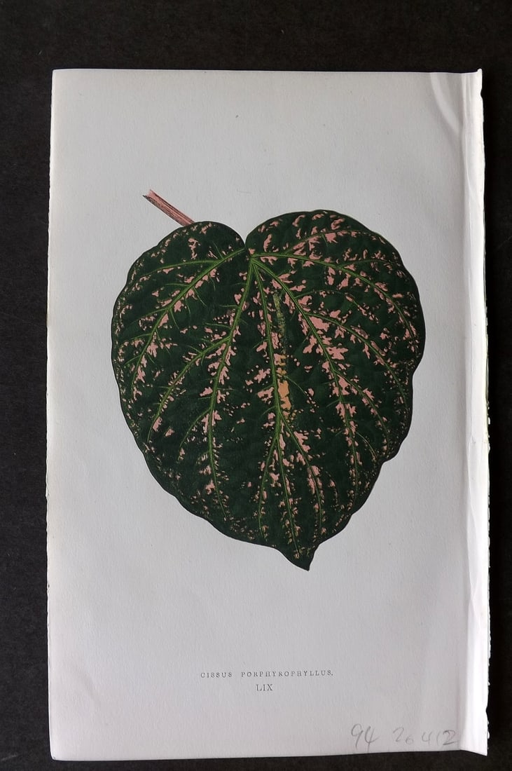 Lowe Beautiful Leaved Plants 1866 Botanical Print. Cissus Porphyrophyllus: Antique Woodblock Published 1866, London for "Beautiful Leaved Plants, Being a Description of the Most Beautiful Leaved Plants in Cultivation in this Country" by Edward Joseph Lowe. Most plates printe